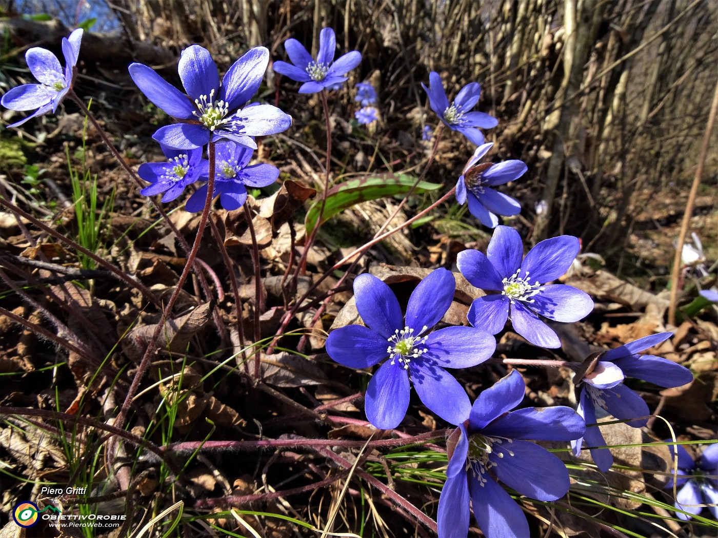 61 Hepatica nobilis (Erba trinita).JPG